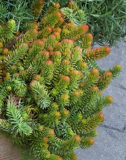 Sedum rupestre 'Angelina' Stonecrop displaying dense rosette clusters with green and orange-red foliage, photographed from above in a container setting, showing the plant's vibrant seasonal color variation and compact growth habit.