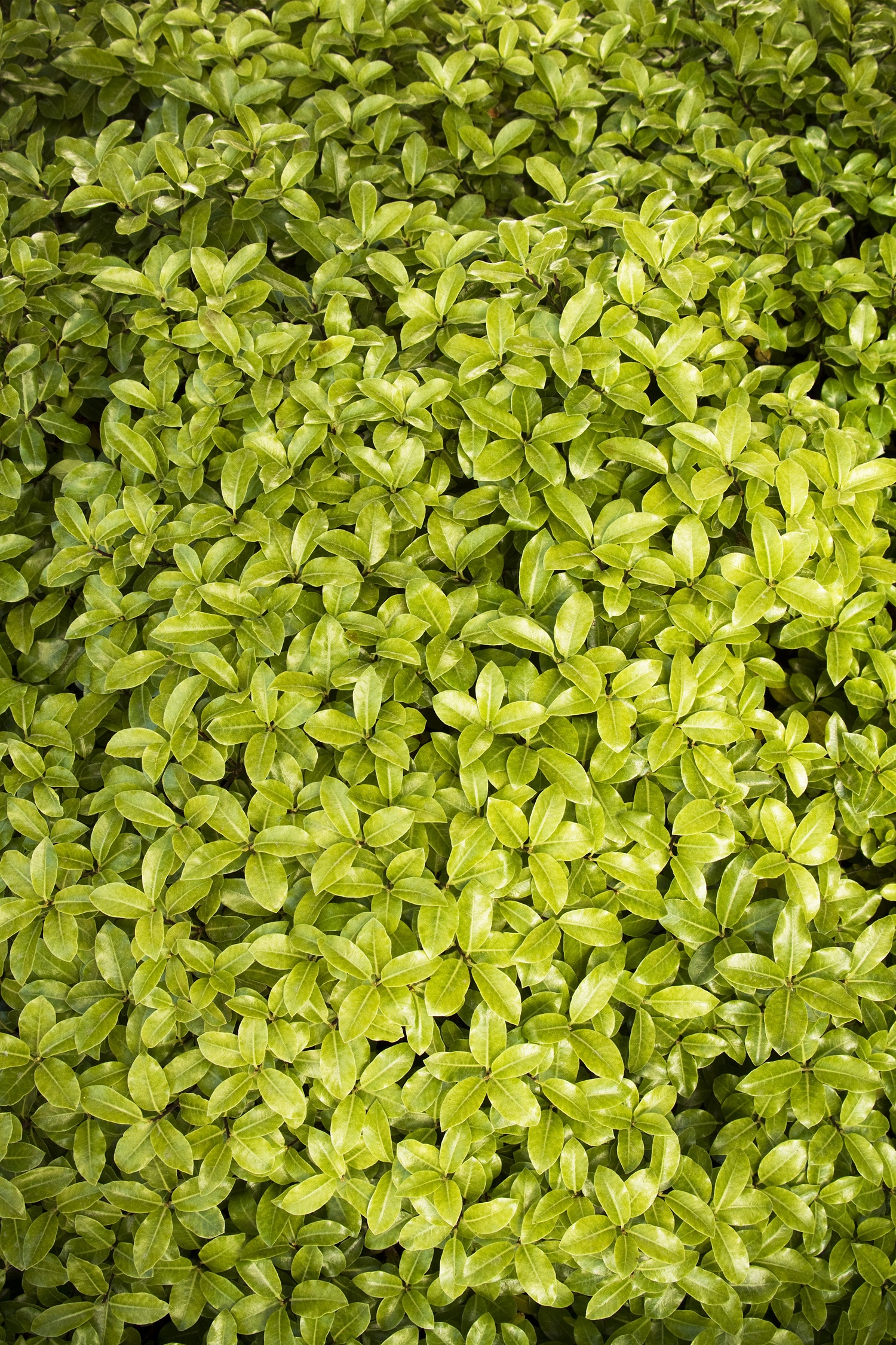 Monrovia Golf Ball Pittosporum - Thumbnail 3