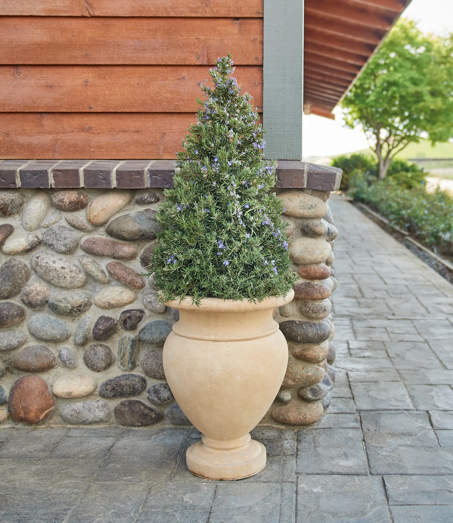 Brandon Friend-Solis