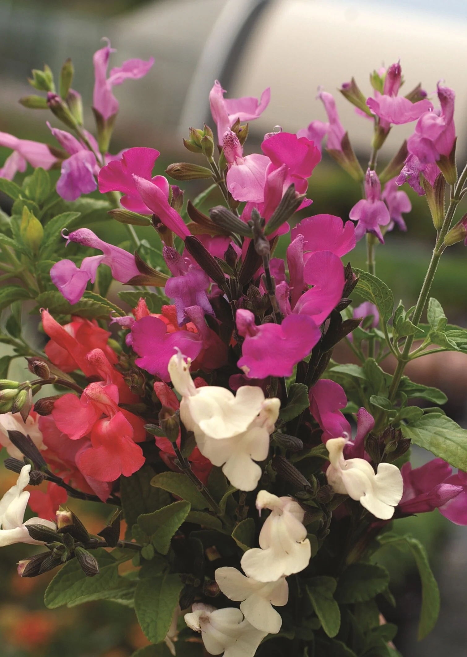 Close-up of Heatwave™ Sage Series (Salvia microphylla x greggii) showing clusters of snapdragon-like flowers in magenta pink, bright red, and white, with narrow green foliage and dark stems, demonstrating the variety's multicolor blooms at peak flowering stage.