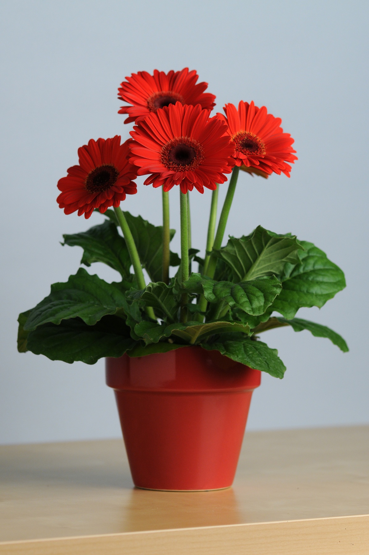 succulent in terracotta pot Handmade Ceramic Pot & Succulent main image 0