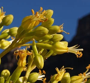 Close-up of Utah Agave (Agave utahensis) bright yellow tubular flowers clustered on tall inflorescence spikes against blue sky, showing the plant's distinctive bloom stage and flower structure.
