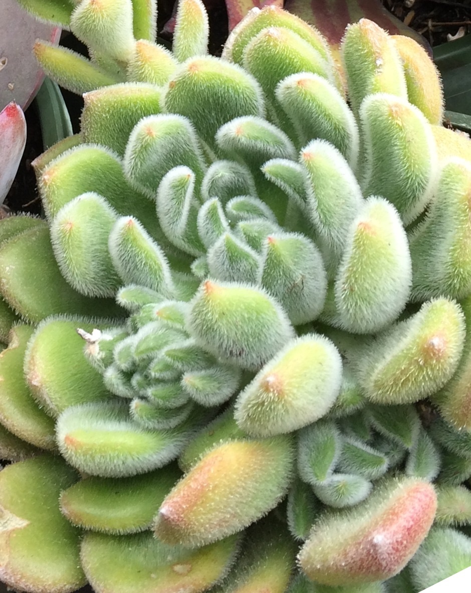 succulent garden gifts Dozen Mini Living Succulent Pot Favors Gift Box