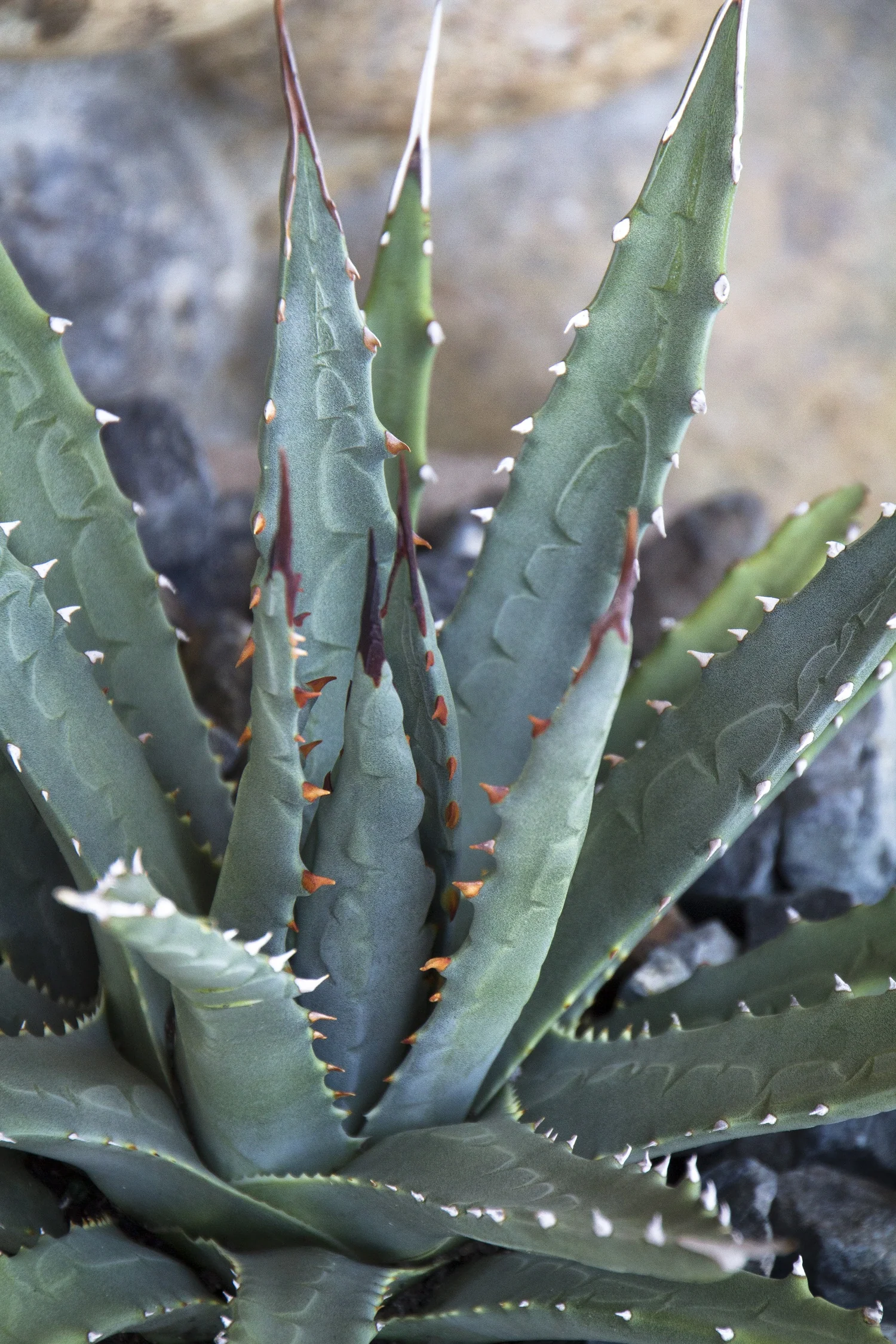 Close-up of Utah Agave (Agave utahensis) showing thick, upright gray-green leaves with reddish-brown spines along edges and white leaf margins, displaying the plant's distinctive compact rosette form.