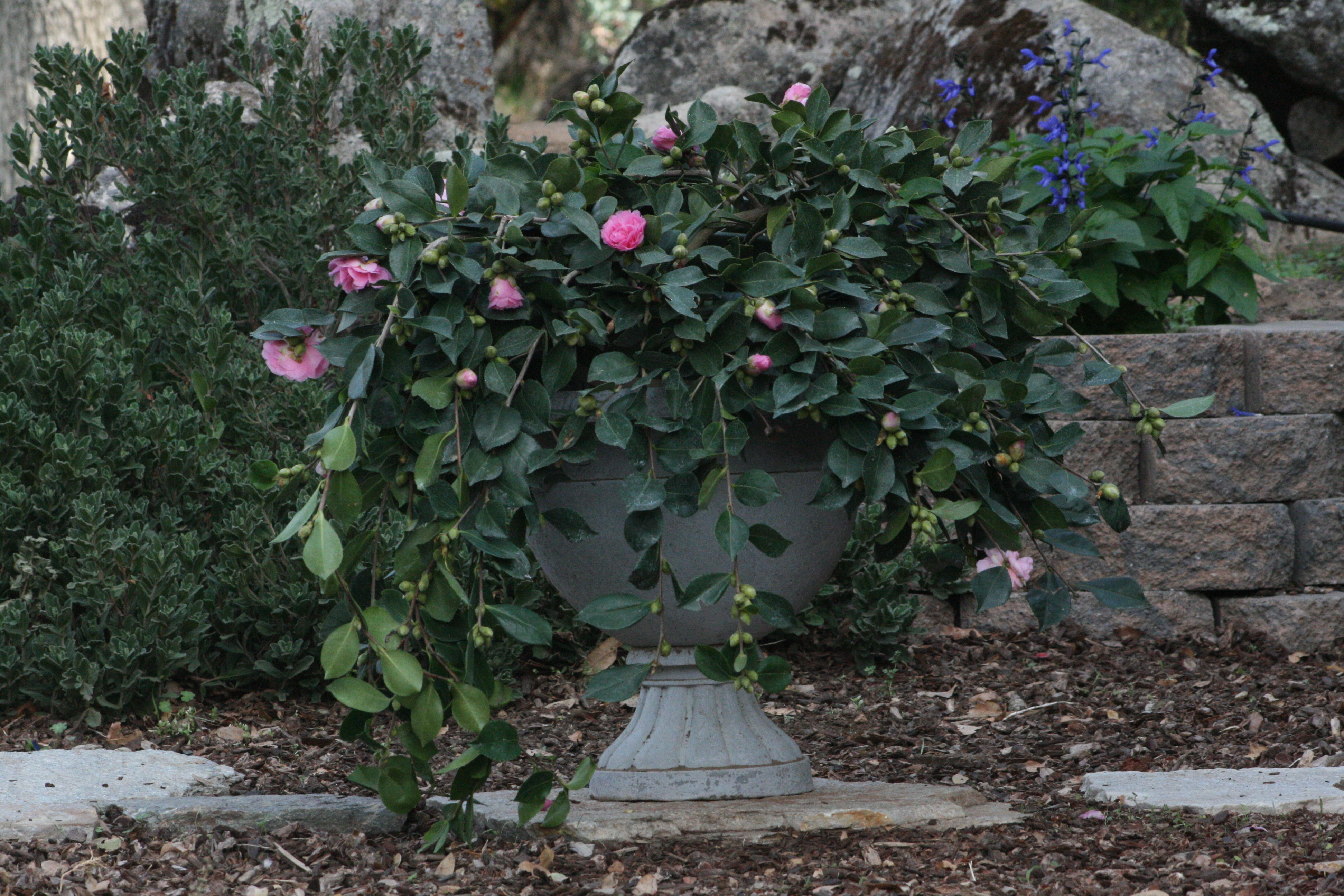Marge Miller Camellia, Camellia sasanqua 'Marge Miller', Monrovia