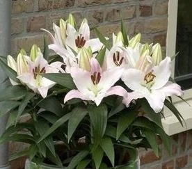 Close-up of Lily Looks™ Sunny Borneo Oriental Lily (Lilium 'Sunny Borneo') displaying five open blooms with pale cream petals, deep burgundy centers, and prominent stamens, with green foliage visible against a brick wall background, showing mature flowering stage.