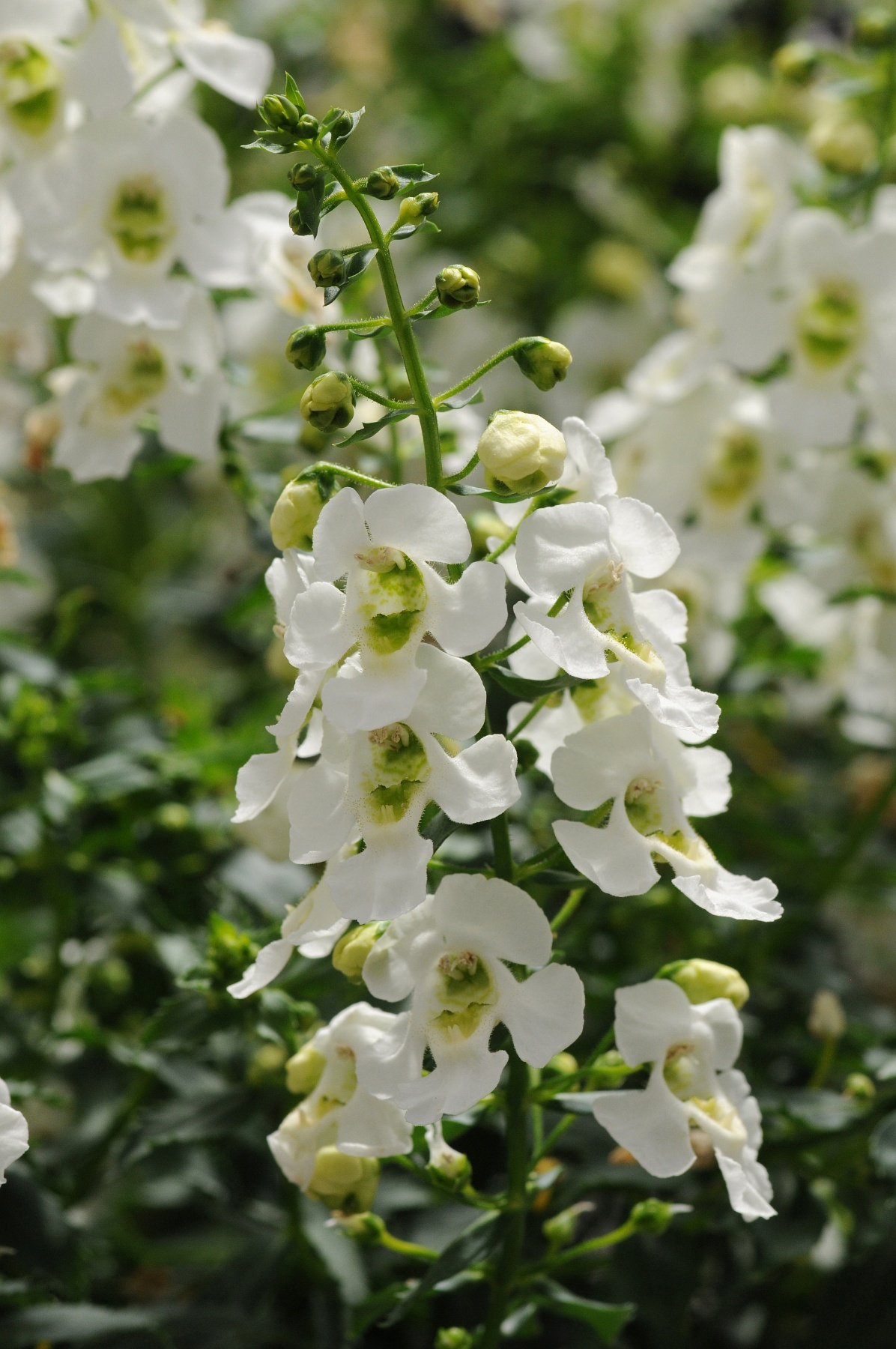 Archangel Angelonia, Angelonia angustifolia Archangel Series Patented