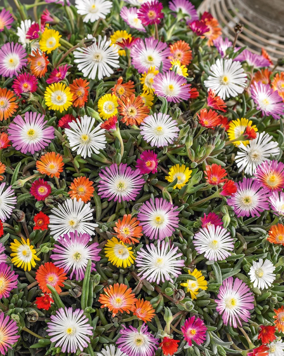 Dense flowering Jewel of Desert Ice Plant (Delosperma cooperi) displaying masses of daisy-like blooms in white, pink, magenta, yellow, orange, and red with yellow centers, supported by succulent green foliage, showing full seasonal color and bloom density.