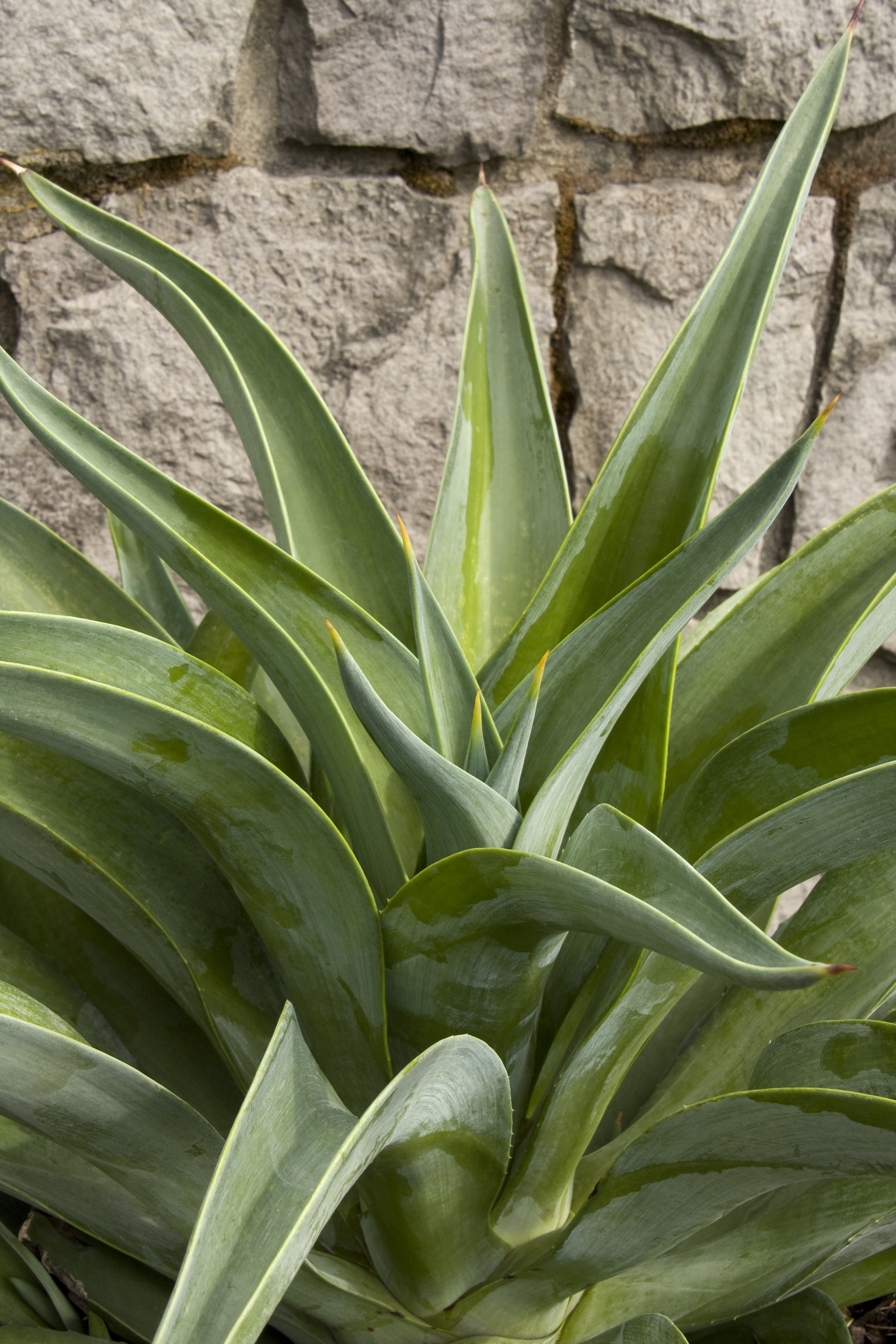Dwarf Smooth Agave, Agave desmettiana, Monrovia Plant