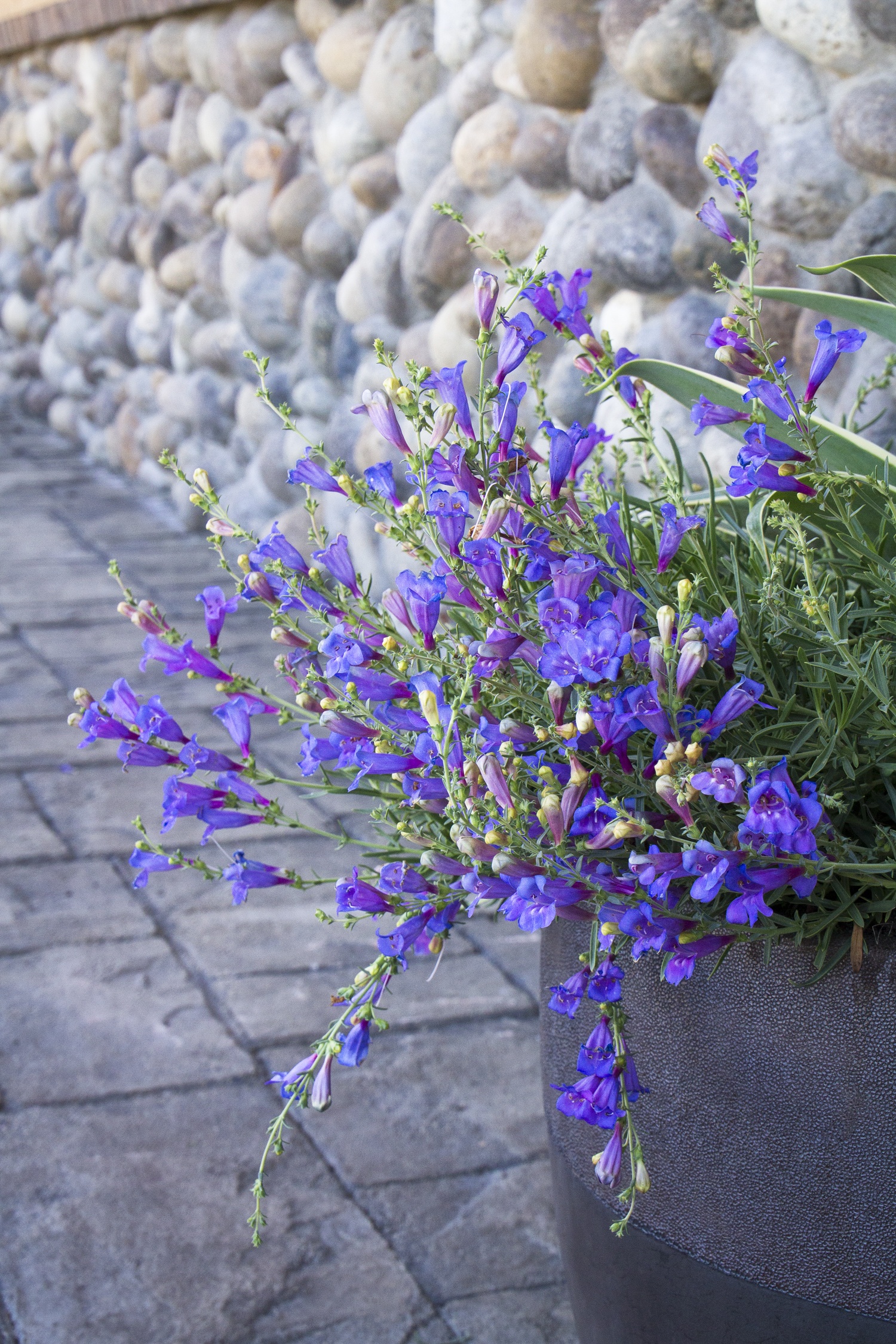 blue verbena plant Blue Vervain | Purple | Plant