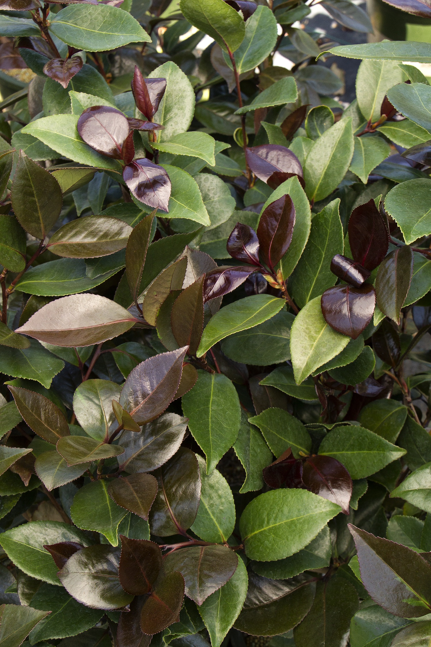Vestito Rosso® Camellia, Camellia japonica 'Monbella', Monrovia Plant Vestito Rosso® Camellia, Camellia japonica 'Monbella', Monrovia Plant