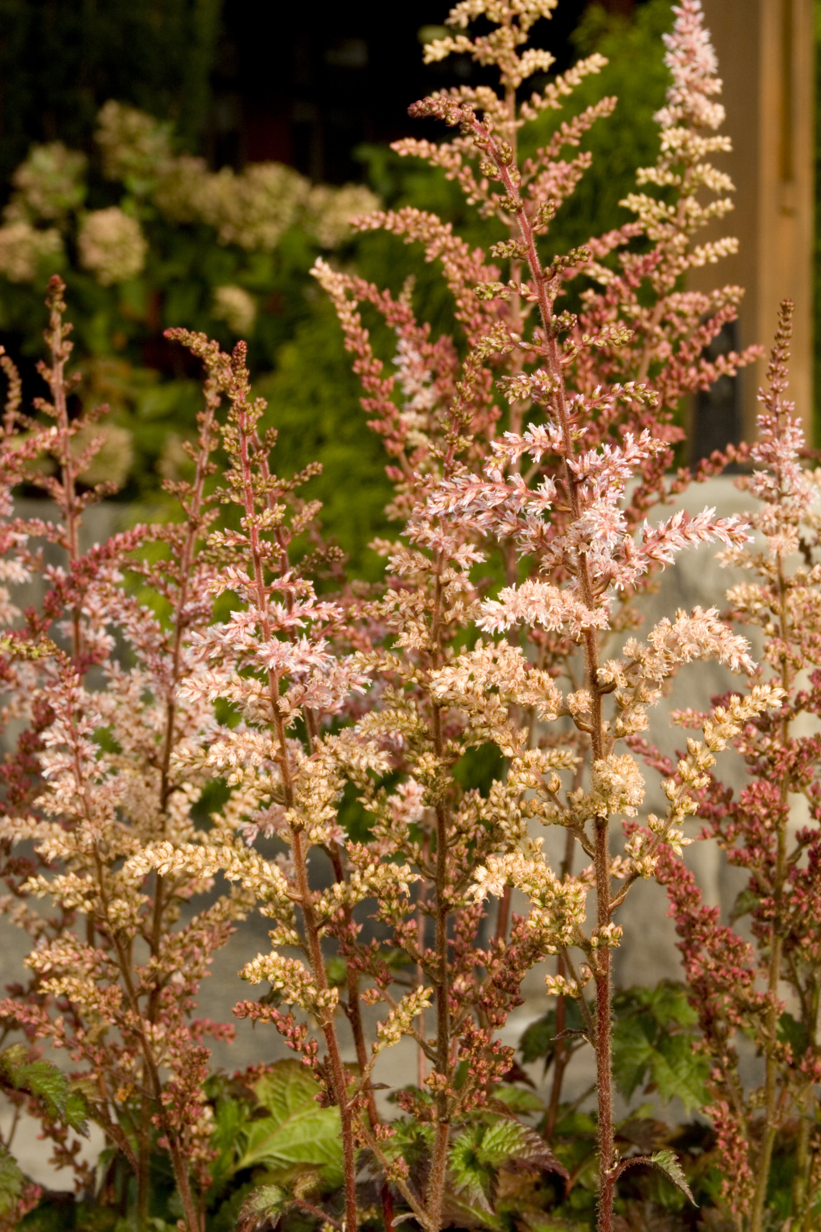 Astilbe | Color Flash Hybrid Astilbe - 1 Gallon