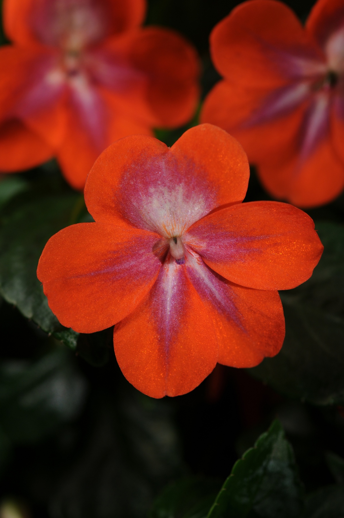 Patchwork Impatiens, Impatiens Patchwork Series, Monrovia Plant
