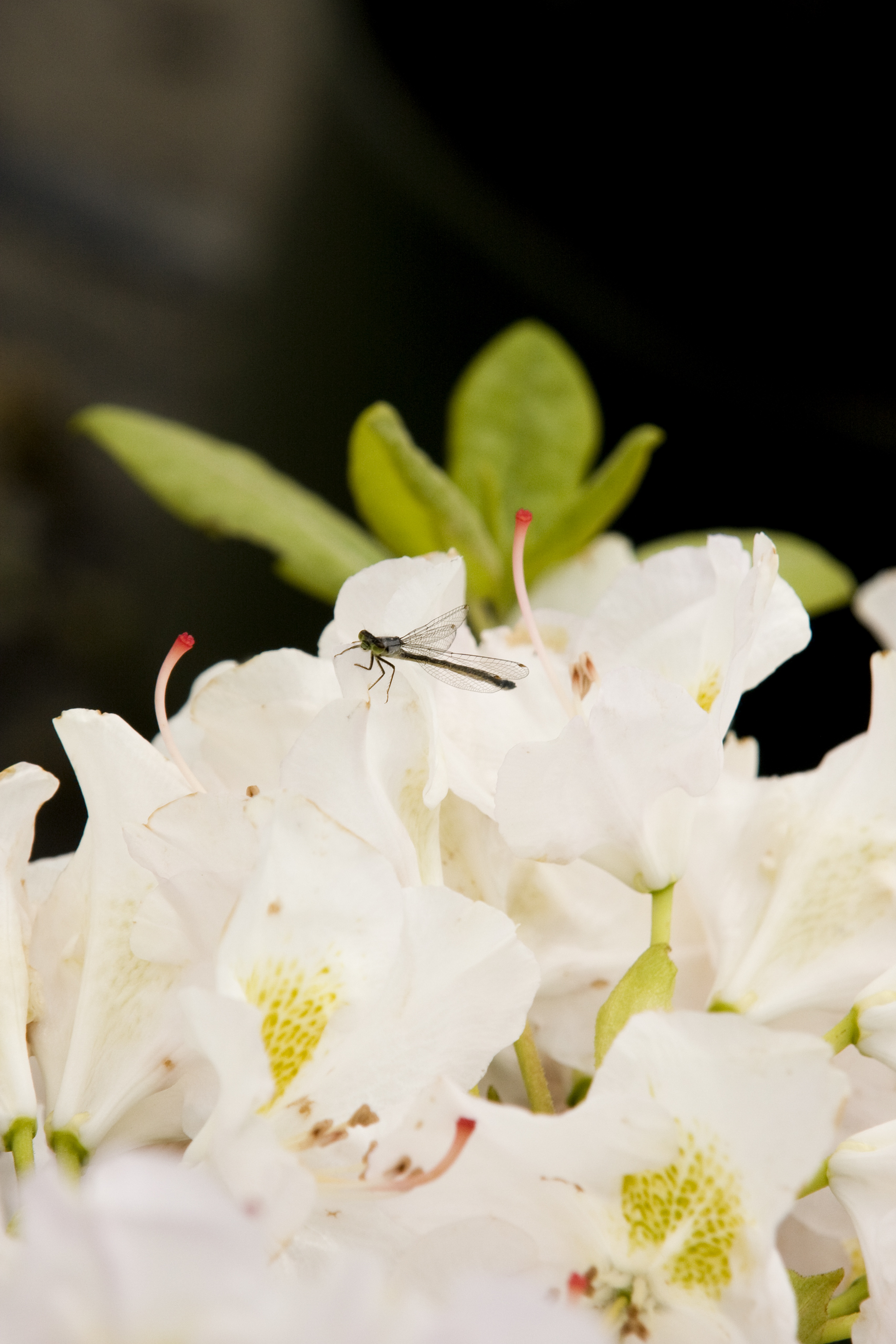 rhododendron pjm elite star Rhododendron, PJM Elite Star Rhododendron — Mackey's main image 1