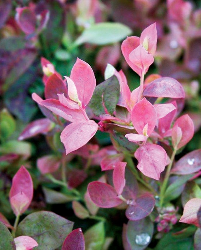 Pink Icing® Blueberry, Vaccinium corymbosum 'ZF06-079' PP #23,336