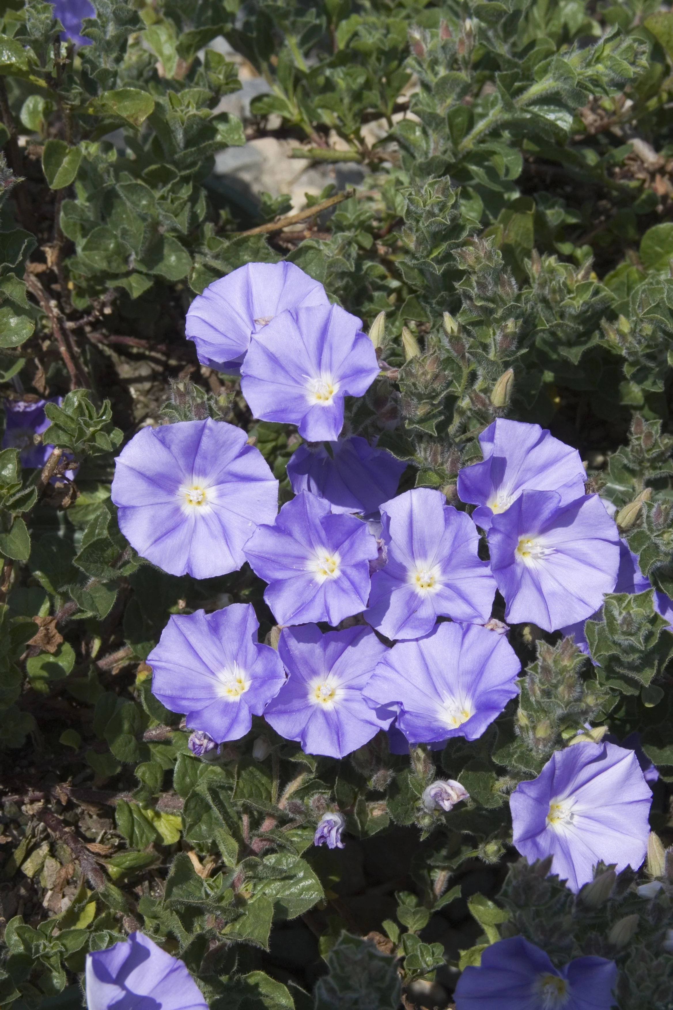 Ground Morning Glory (Convolvulus mauritanicus) displaying lavender-blue funnel flowers with pale centers and yellow stamens, growing among gray-green foliage in a garden setting, showing abundant blooms for ground cover use.