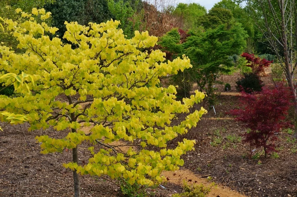 The Rising Sun™ Eastern Redbud (Cercis canadensis 'JN2') in full bloom, displaying bright yellow-chartreuse foliage and small clustered flowers throughout the canopy. Tree shown at mature landscape size in a garden border with mulch and companion plantings, demonstrating spring flowering habit and ornamental foliage color.