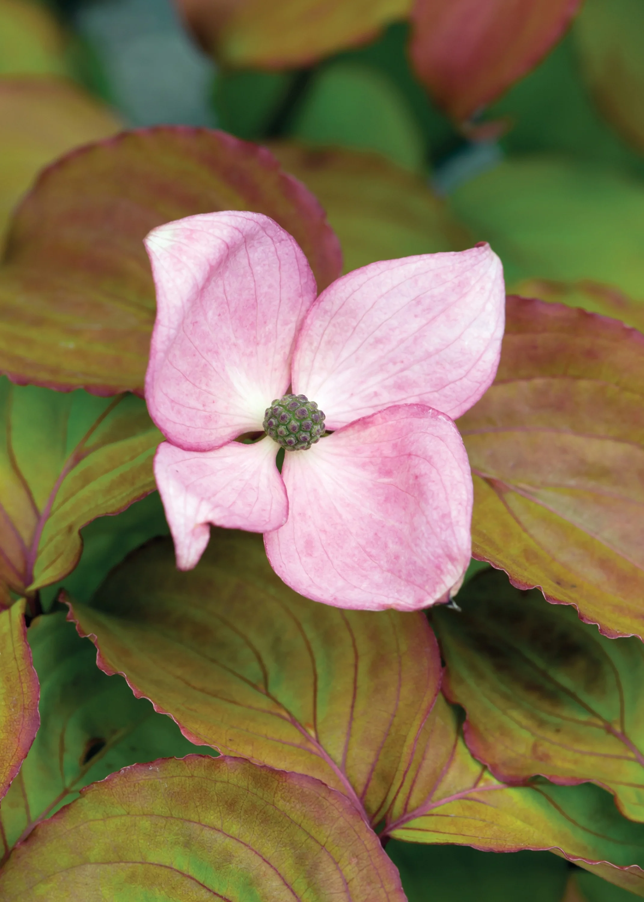 Heart Throb® Chinese Dogwood, Cornus kousa 'Schmred', Monrovia Plant