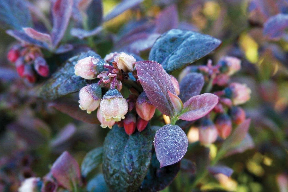 Pink Icing® Blueberry, Vaccinium corymbosum 'ZF06-079' PP #23,336