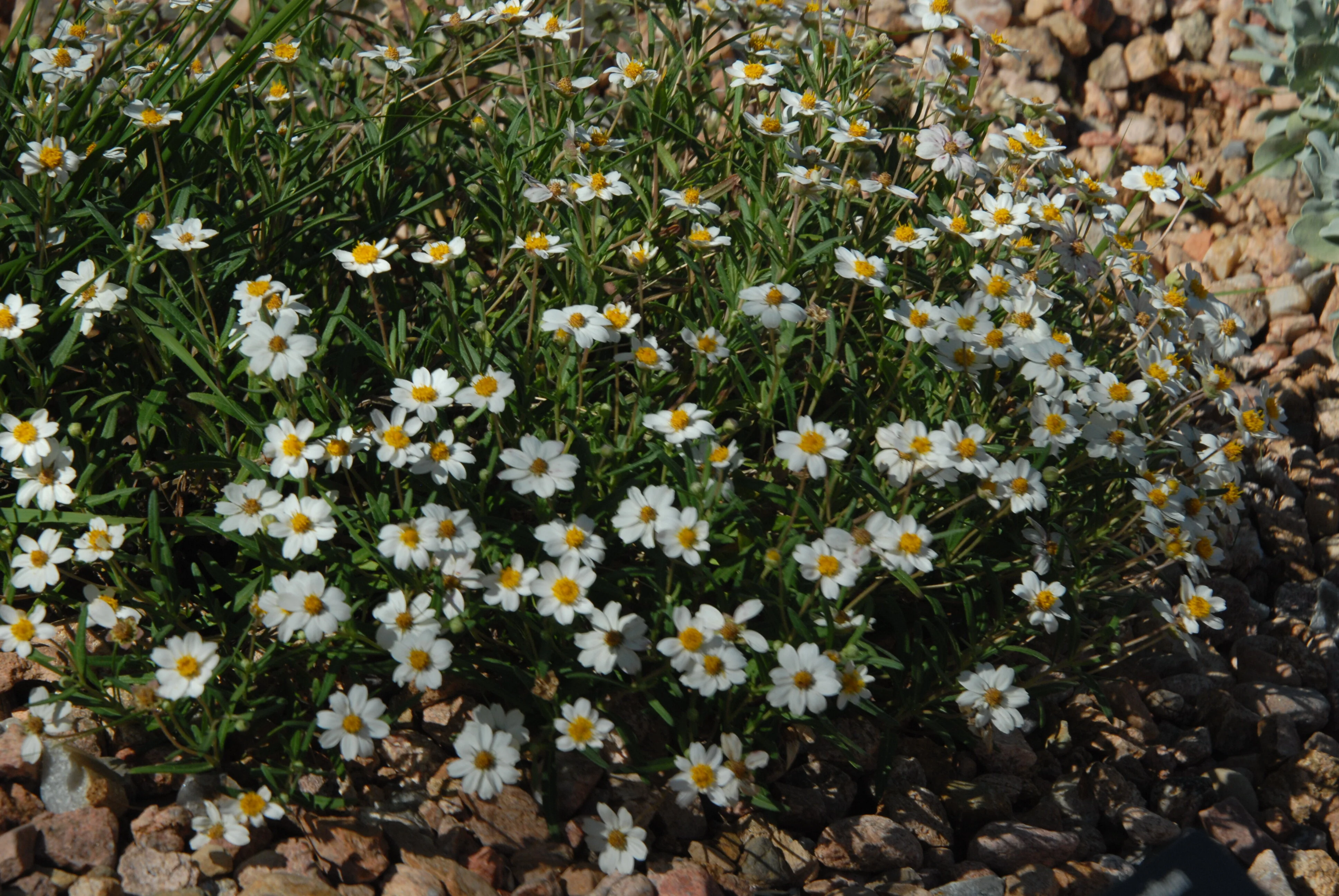 Blackfoot Daisy (Melampodium leucanthum) in full bloom, displaying abundant white petals with golden yellow centers on thin green stems. The compact mounding plant grows among tan rocks in a dry garden setting, demonstrating its mature, full-flowering landscape performance.