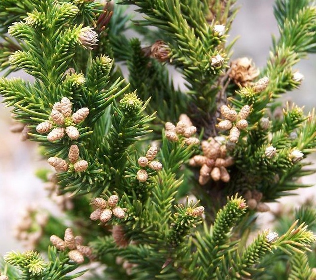 Black Dragon Japanese Cedar, Cryptomeria japonica 'Black Dragon'