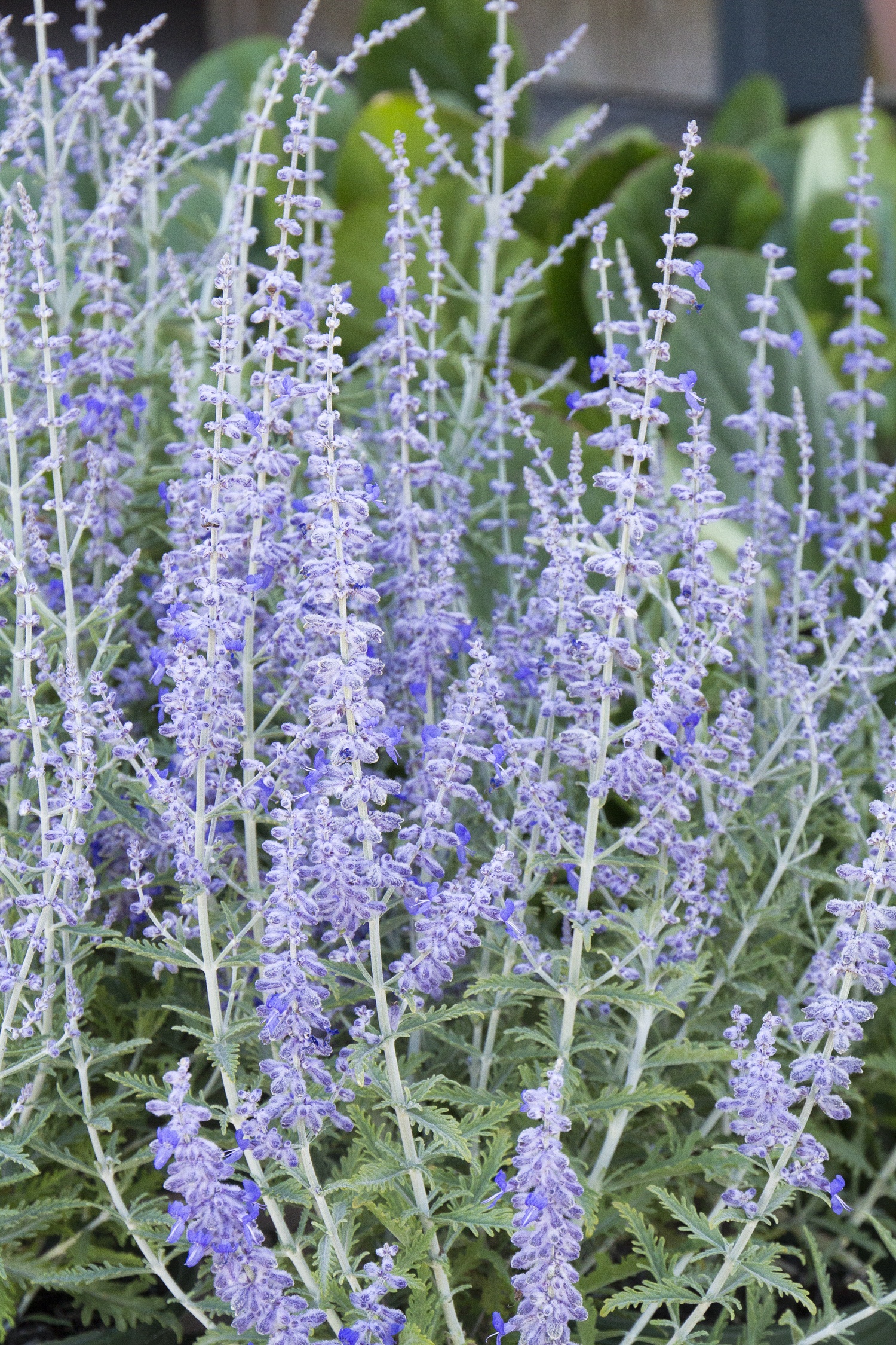 Monrovia Lacey Blue Russian Sage - Thumbnail 4