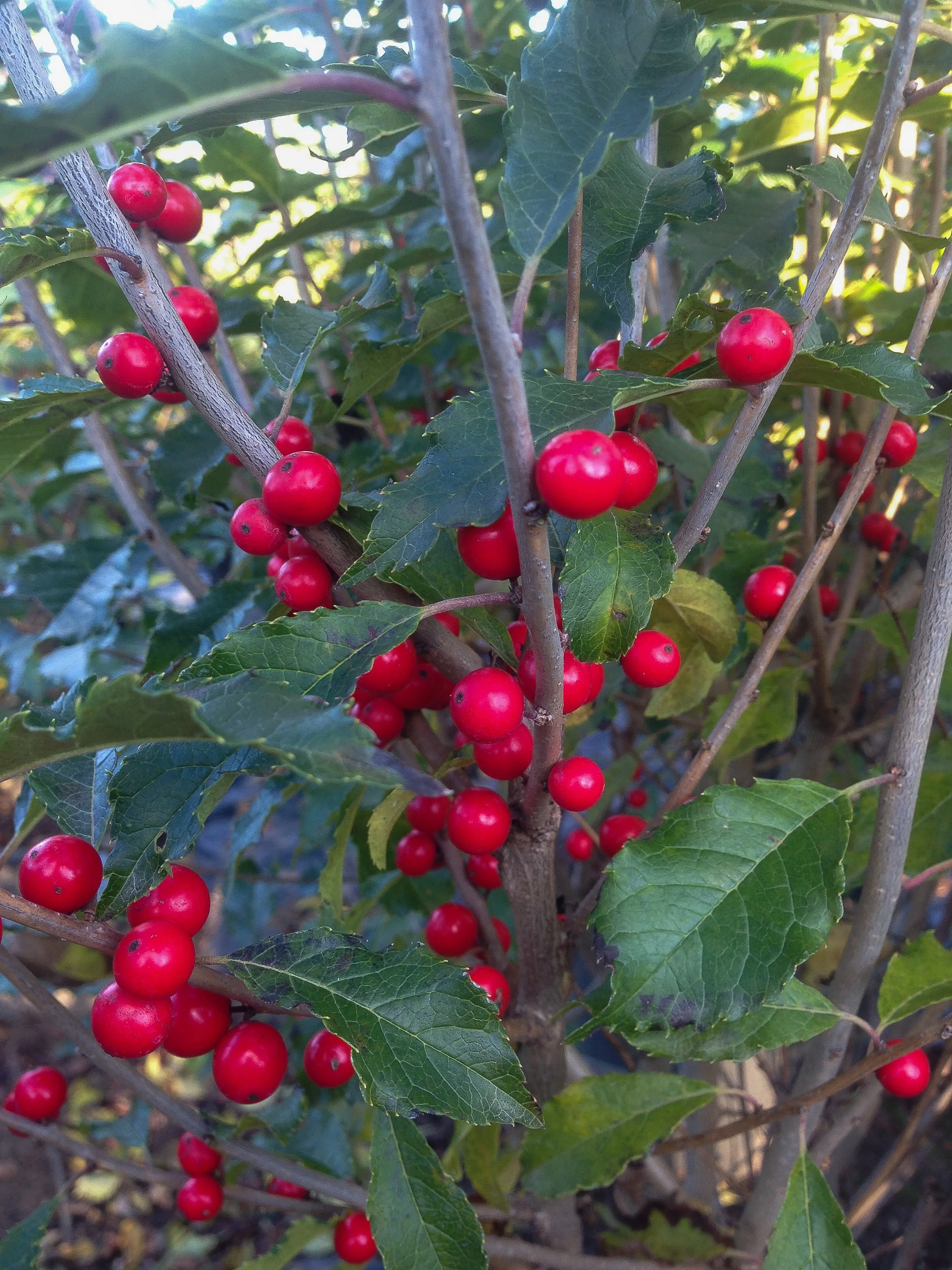 Close-up of Winterberry (Ilex verticillata) branches laden with glossy bright red berries clustered along purple-brown stems, with serrated green leaves visible throughout, demonstrating the plant's abundant fruiting stage.