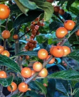 Close-up of Winter Gold Winterberry (Ilex verticillata 'Winter Gold') showing bright orange-red berries clustered densely among dark green foliage, displaying the plant's ornamental fruit abundance in winter season.