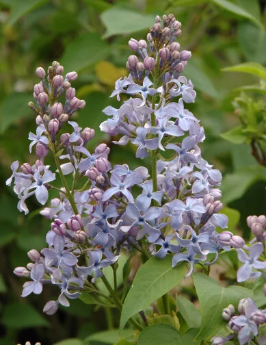 Wedgewood Blue Lilac (Syringa vulgaris 'Wedgewood Blue') displaying clustered flower panicles with pale blue-purple blooms and unopened buds, photographed mid-bloom among green foliage, showing the shrub's characteristic spring flowering habit.