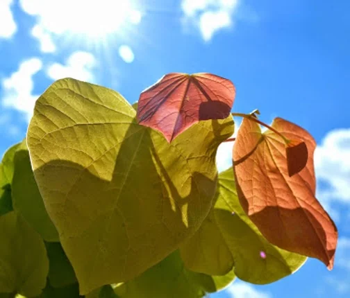 The Rising Sun™ Eastern Redbud (Cercis canadensis 'JN2') displays heart-shaped leaves in shades of golden yellow and russet-orange, backlit against a bright blue sky with white clouds, demonstrating the plant's striking fall foliage color transition.