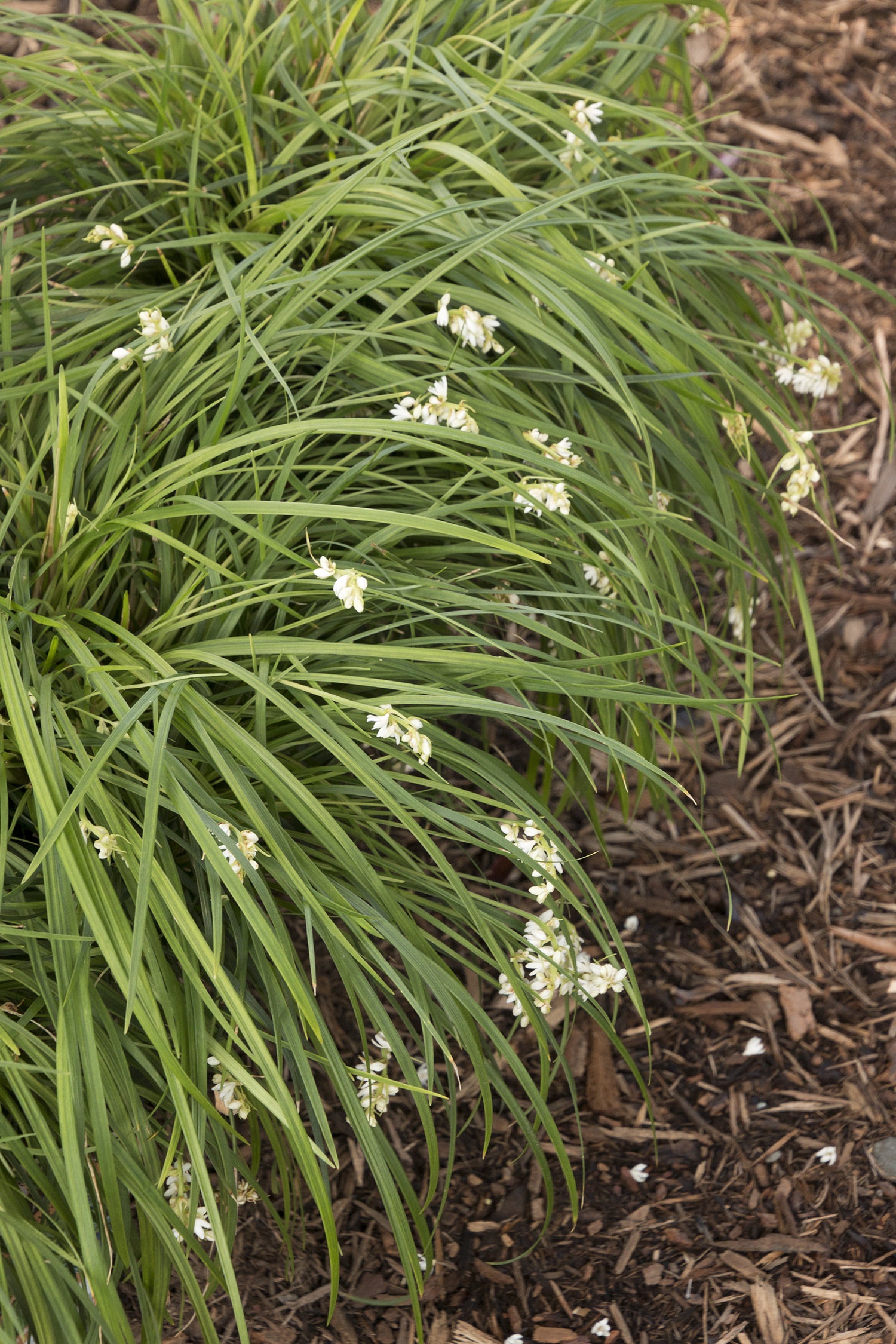 Taiwan Mondo Grass, Ophiopogon formosanum, Monrovia Plant