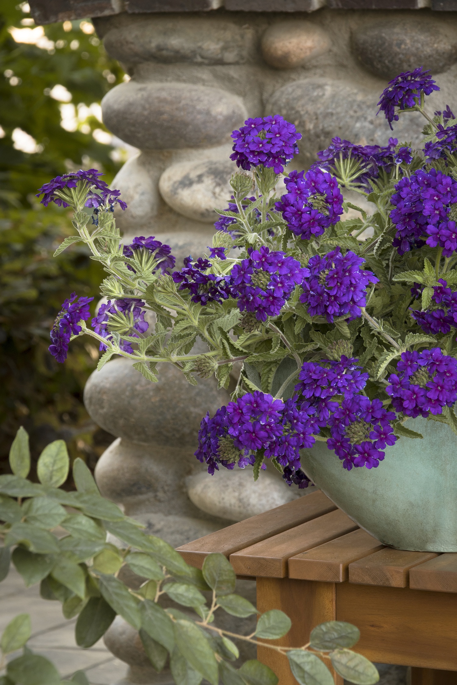 EnduraScape™ Dark Purple Verbena, Verbena x 'Balendakle' PP #26,131