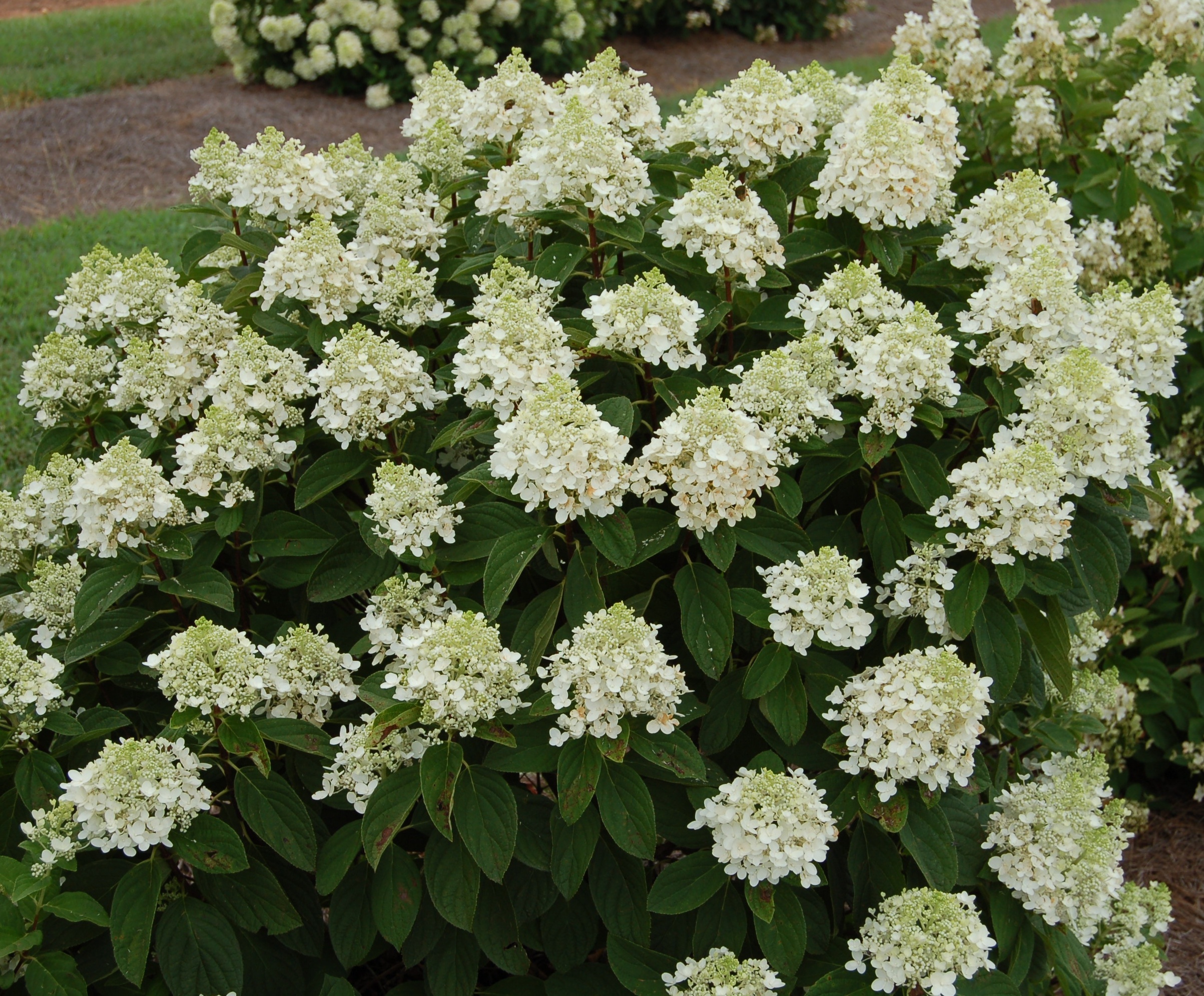 Baby Lace® Royal Majestics® Hydrangea, Monrovia Plant