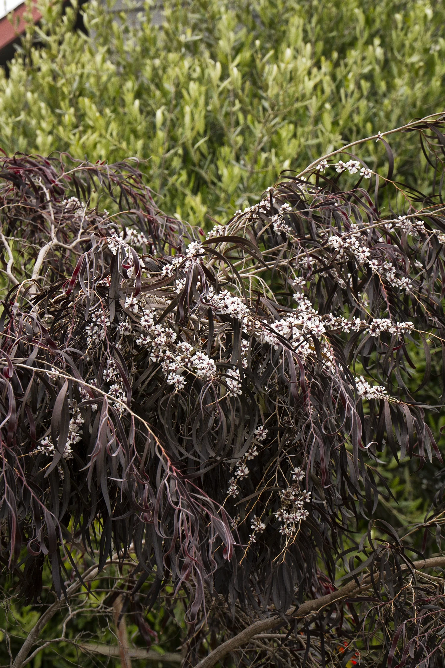 Close-up of After Dark Peppermint Willow (Agonis flexuosa 'After Dark') showing deep burgundy-purple narrow foliage with delicate white flower clusters, demonstrating the plant's ornamental foliage and spring bloom in a landscape setting.