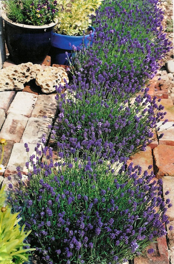 Thumbelina Leigh English Lavender, Monrovia Plant