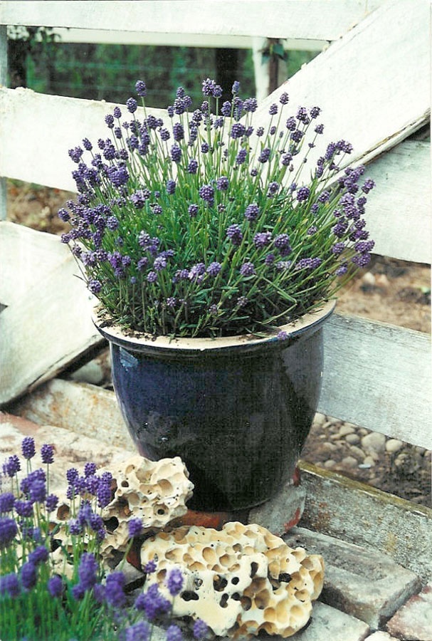 lavender bulk plants Phenomenal Lavender Plants For Sale