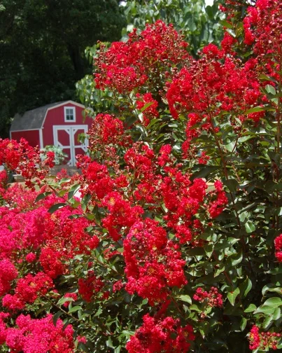 Gardeners Confidence