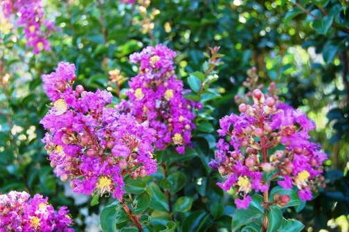 Gardeners Confidence