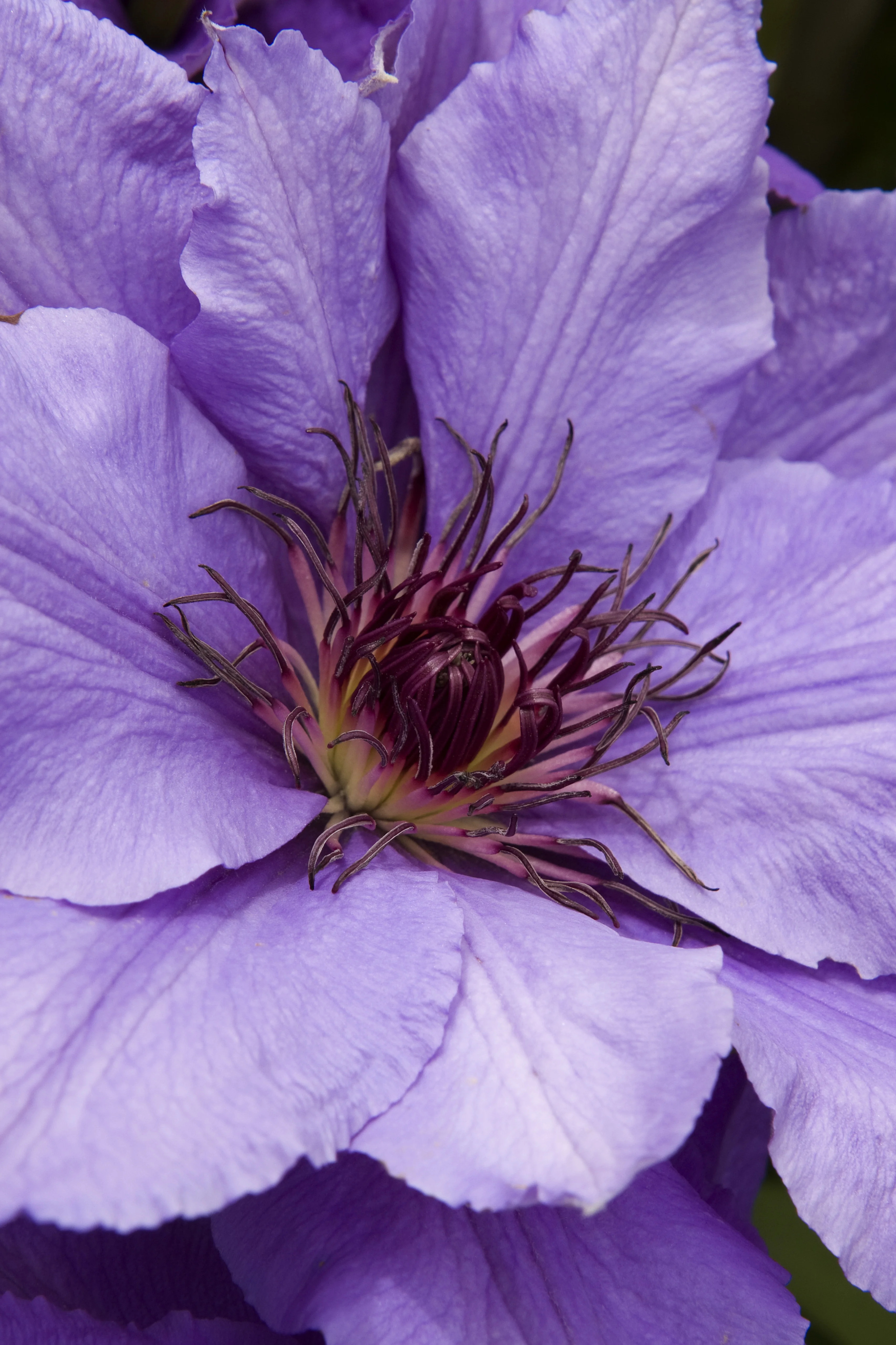 Close-up of Boulevard® Parisienne™ Clematis flower showing lavender-purple petals with darker purple veining and prominent dark red stamens in the center, displaying the full bloom structure.
