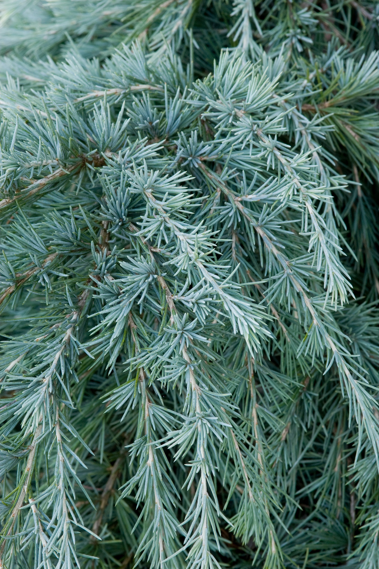 Feelin' Blue Deodar Cedar, Cedrus deodara 'Feelin' Blue', Monrovia