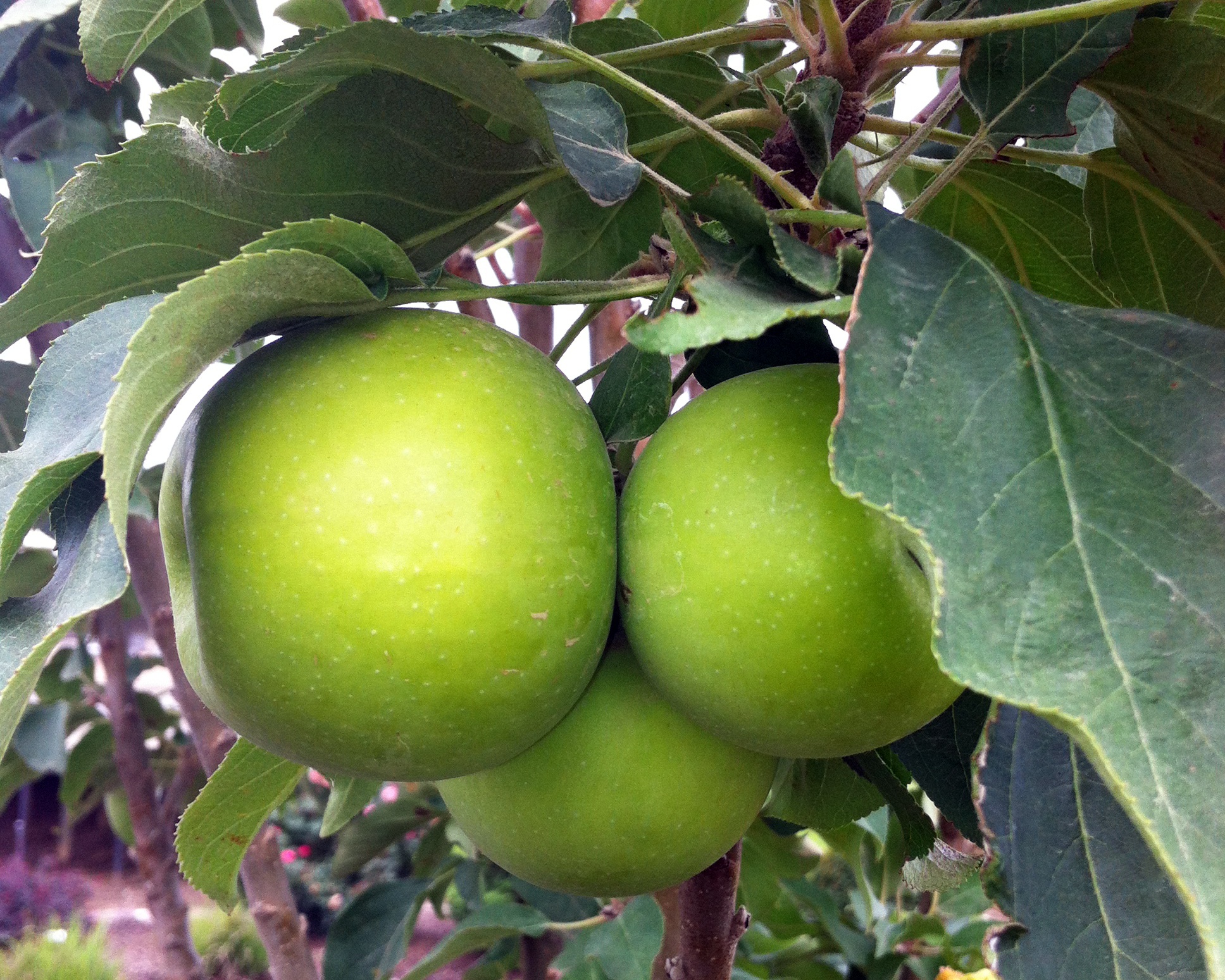 Green Apple　定価18,000円 Bibiy Fruit Snacks® Tangy Green™ Columnar Apple, Malus x domestica 'AK-98'