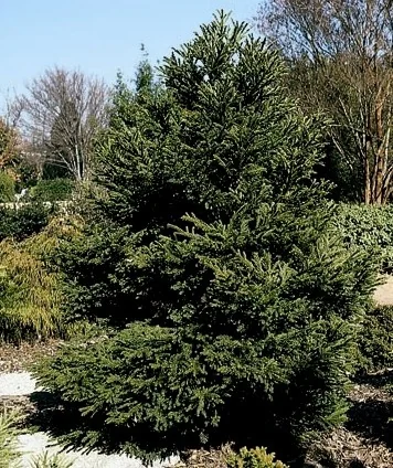 Gyokuryu Japanese Cedar (Cryptomeria japonica 'Gyokuryu'), a dense, pyramidal evergreen with feathery dark green foliage, shown as a mature specimen in a landscape setting with surrounding plantings, demonstrating its compact form and year-round color.