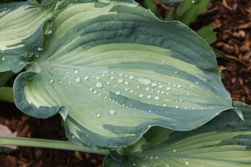 Close-up of Guardian Angel Hosta (Hosta x 'Guardian Angel') leaf with distinctive cream and green variegation, displaying water droplets on the textured surface, demonstrating the plant's attractive foliage pattern and texture.