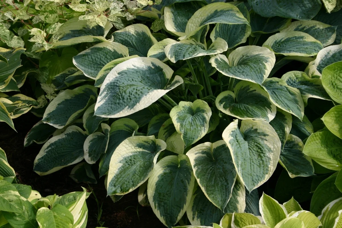 Northern Exposure Hosta (Hosta sieboldiana 'Northern Exposure') displaying large heart-shaped leaves with blue-green centers and cream-colored edges, grown in a garden bed, showing mature foliage density and variegation pattern.