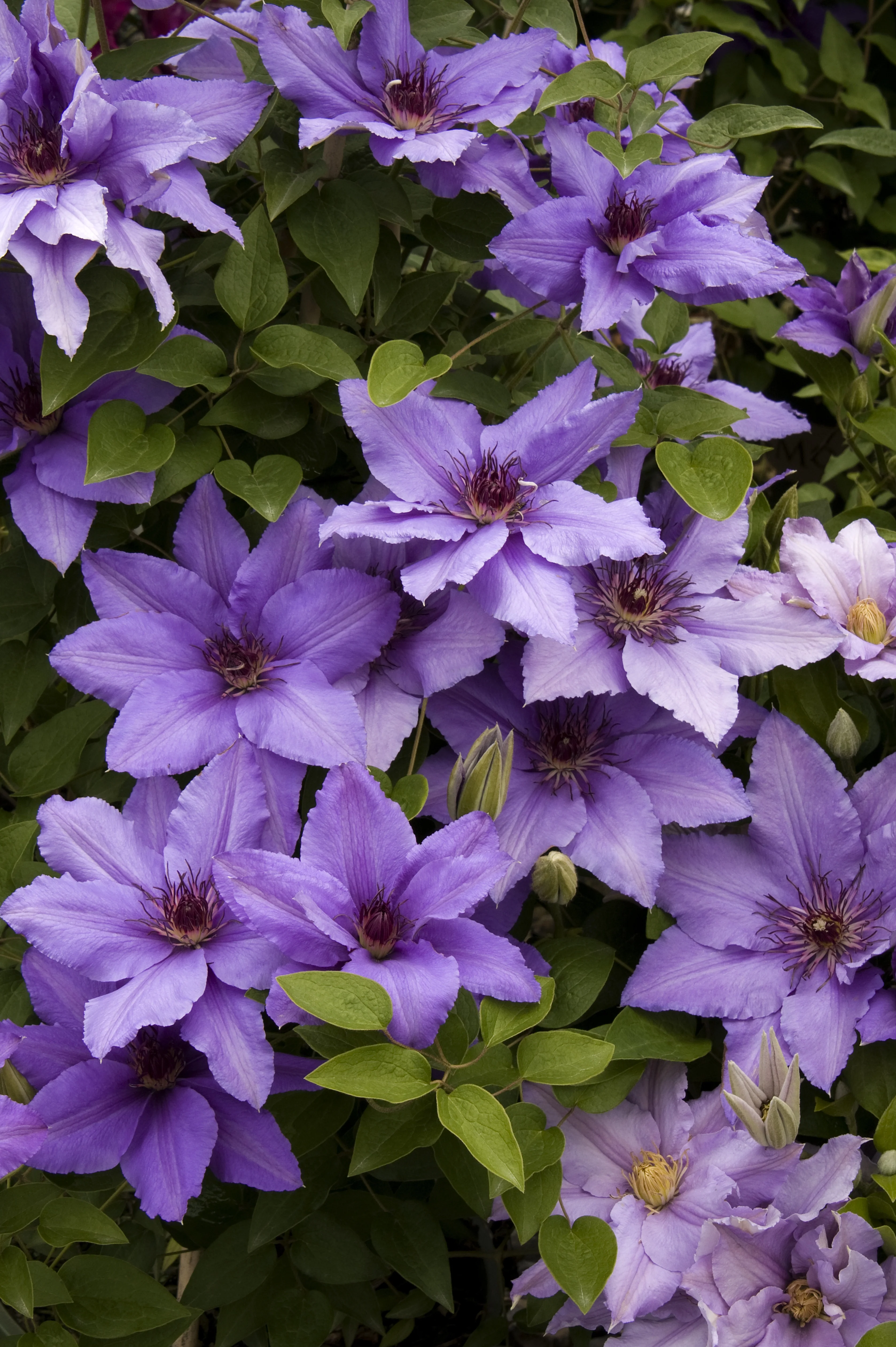 Boulevard® Parisienne™ Clematis hybrid displaying abundant lavender-purple flowers with dark centers and ruffled petals, interspersed with heart-shaped green foliage and unopened buds, demonstrating the vine's prolific blooming habit.