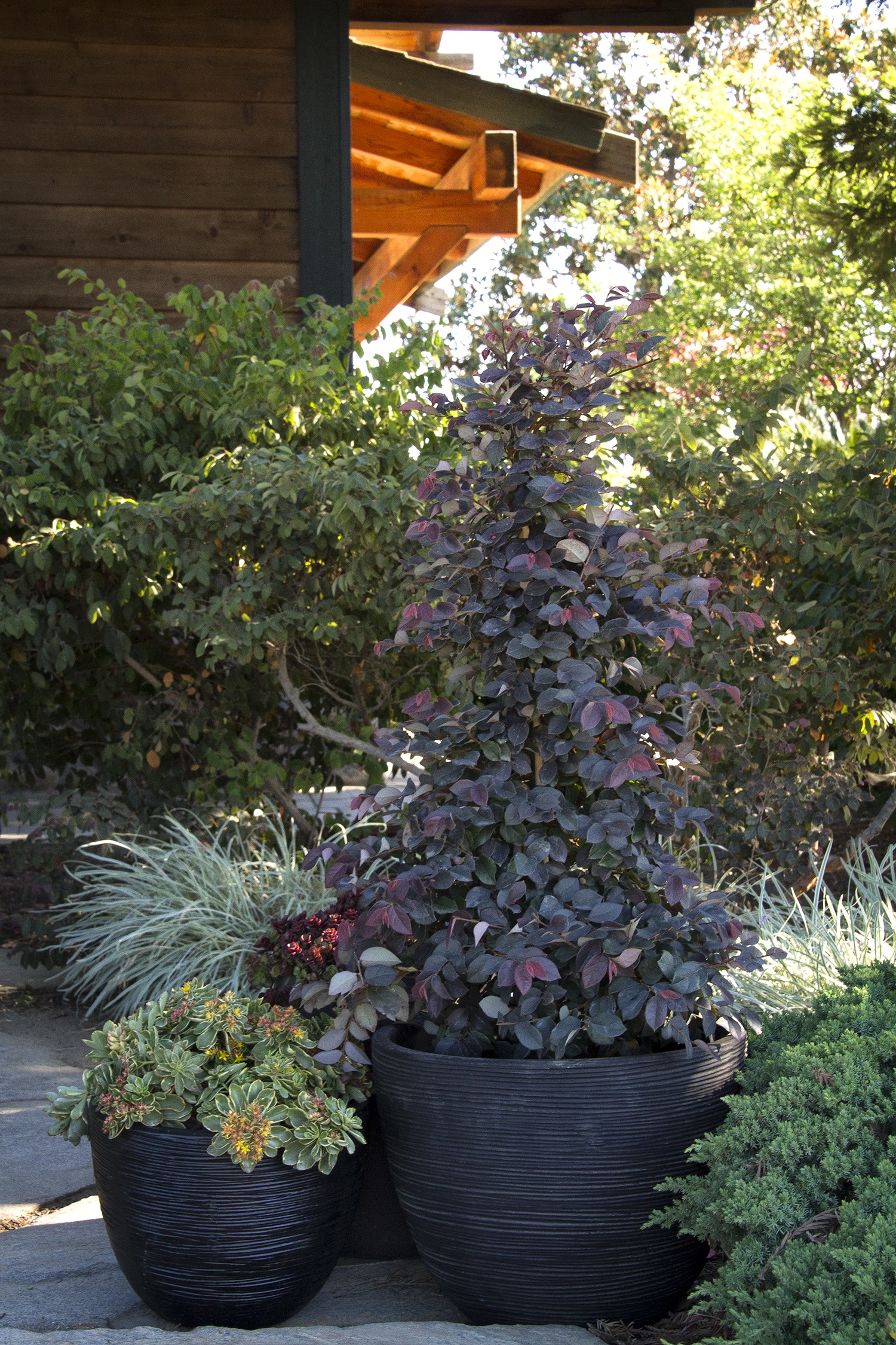 Sizzling Pink Fringe Flower, Loropetalum chinense 'Sizzling Pink'