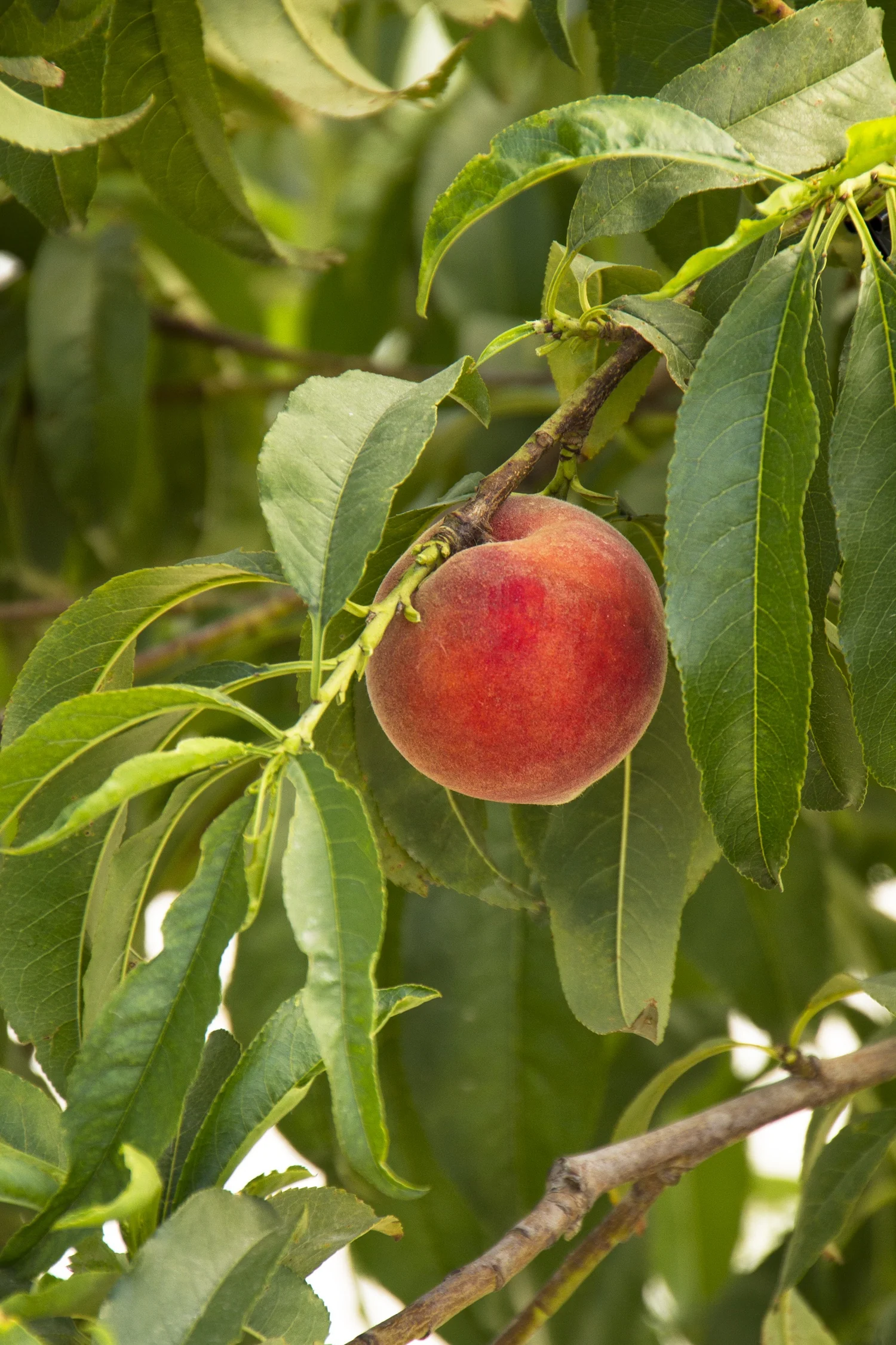 Close-up of a ripe Desert Gold peach (Prunus persica 'Desert Gold') with rosy-red skin hanging from a branch surrounded by green lance-shaped leaves, demonstrating the fruit's mature appearance on the tree.