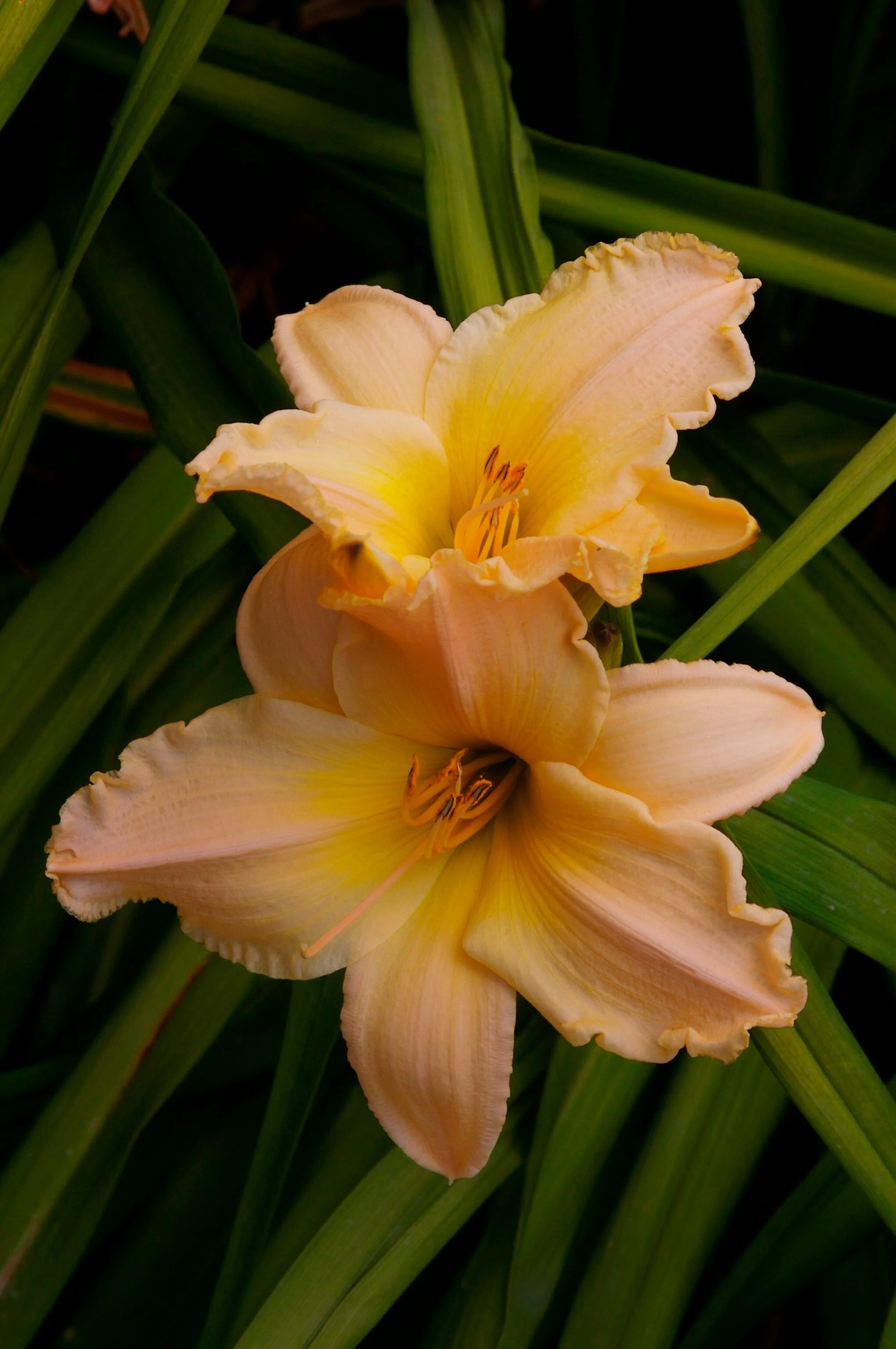 Close-up of two pale pink and yellow daylily flowers with ruffled petals and prominent orange stamens, surrounded by green strappy foliage, showing the delicate bloom structure of Hemerocallis 'Fairy Tale Pink'.