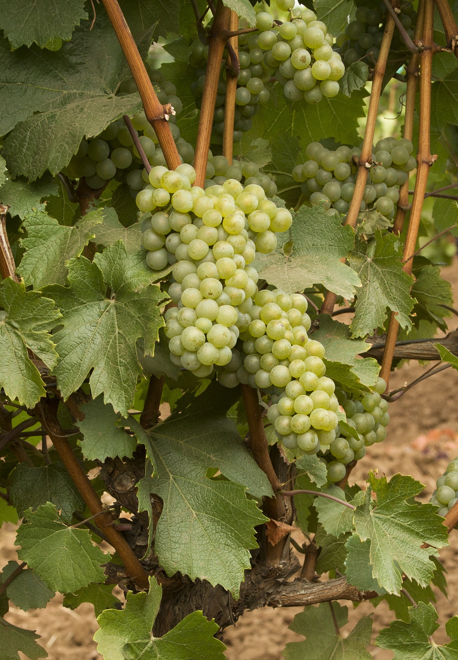 Chardonnay Grape, Vitis vinifera 'Chardonnay', Monrovia Plant
