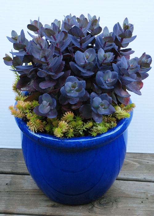 SunSparkler® Blue Pearl Sedum, Sedum hybrid 'Blue Pearl' PPAF